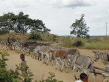 Buy Boys Walk Beside Donkeys Pulling Cart on Dirt Road Through Veld at AllPosters.com