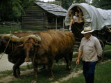 Buy Man Guides Oxen Pulling Children in Covered Wagon at Historical Site at AllPosters.com