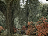 Buy Live Oak Tree Draped with Spanish Moss Dwarfs Tourists Strolling Path at AllPosters.com