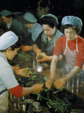 Women Wearing Rubber Gloves Tin Asparagus in a Cannery