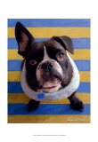 Frenchie Beau