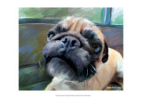 Walrus Pug