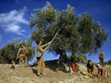 Buy Men Shake Ripe Olives Out of a Tree, Women Gather the Fallen Fruit at AllPosters.com