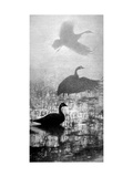Duck on Pond