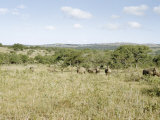 Buy White Rhinoceroses Graze Beneath Thorn Trees at AllPosters.com