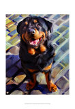 Handsome Rottie