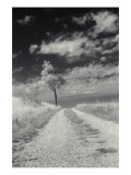 Roadside with Tree