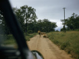 Buy Lions Lingering on a Dirt Road Stare at an Approaching Car at AllPosters.com