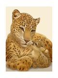 Close Up of Leopard