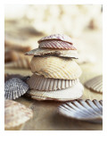 Colored Seashells