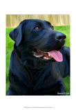 Handsome Lab