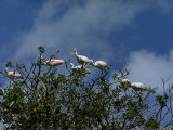 Buy Roseate Spoonbills Perch in the Crown of a Mangrove Tree at AllPosters.com