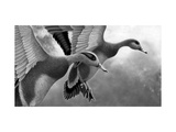 Two Ducks Taking Off