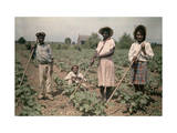 Buy Four Children Cultivate Cotton in a Field at AllPosters.com