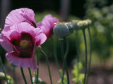 Buy Delicate Pink Poppy Flowers and Seed Pods at AllPosters.com