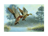 Ducks in Flight