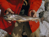Buy Man Holds a Malnourished Arctic Char Taken from an Arctic Lake at AllPosters.com