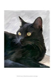 Black Cat Portrait