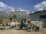 Buy Men Load Bricks into Oxen-Drawn Carts and a Truck at AllPosters.com