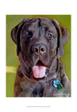 Mastiff