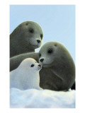 Family of Seals