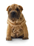 Brown Shar Pei