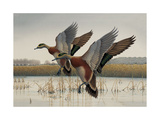 Ducks in Flight