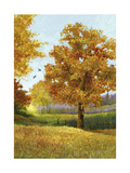 Buy Autumn Tree at AllPosters.com