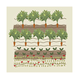 Buy Rows of Vegetables in Garden at AllPosters.com