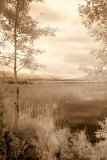 Peaceful Morning I