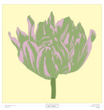 Soho Tulip IV