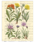 Buy Allegro II at AllPosters.com