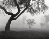 Into the Mist Art Print