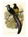 Gould Bird of Paradise I
