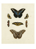 Buy Butterflies I at AllPosters.com