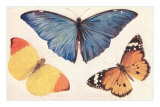 Three Butterflies