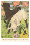 Black and White Lamb