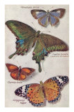 Varieties of Butterfly