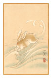 Rabbit Playing in Water