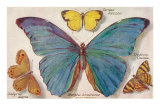 Varieties of Butterfly