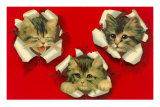 Three Cats Poking Through Paper