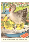 Goslings in Water Basin