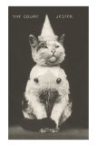 Cat with Pointed Hat, Court Jester