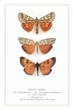 Exotic Moths