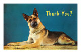 Thank You? Quizzical German Shepherd