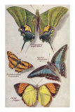 Four Butterflies