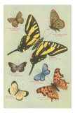 Butterflies