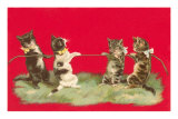 Kittens Playing Tug of War