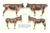 Cut-out Farm Animals