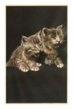 Kittens Coughing Up Hairballs